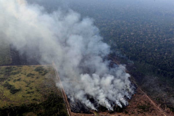 Pentingnya Hutan Amazon